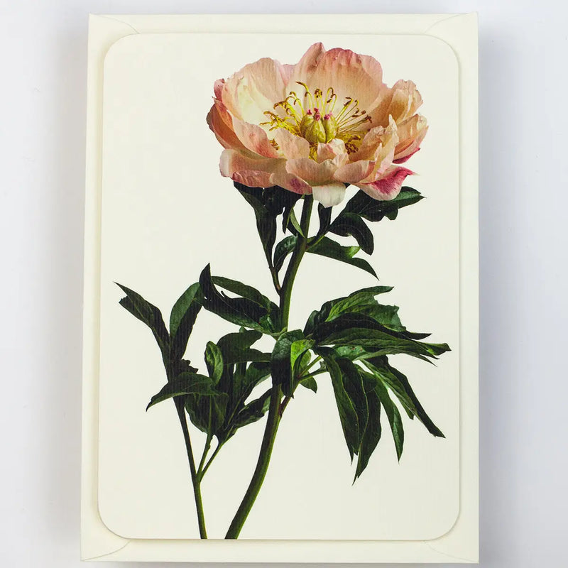 NEW - Canonbury Press greeting cards
