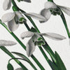 NEW - Canonbury Press greeting cards