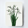 NEW - Canonbury Press greeting cards
