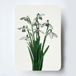 NEW - Canonbury Press greeting cards