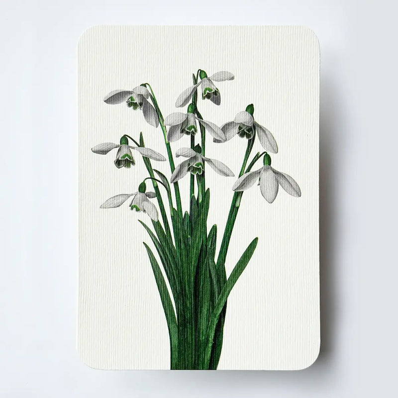 NEW - Canonbury Press greeting cards