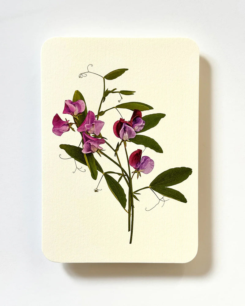 NEW - Canonbury Press greeting cards