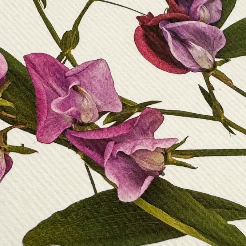 NEW - Canonbury Press greeting cards