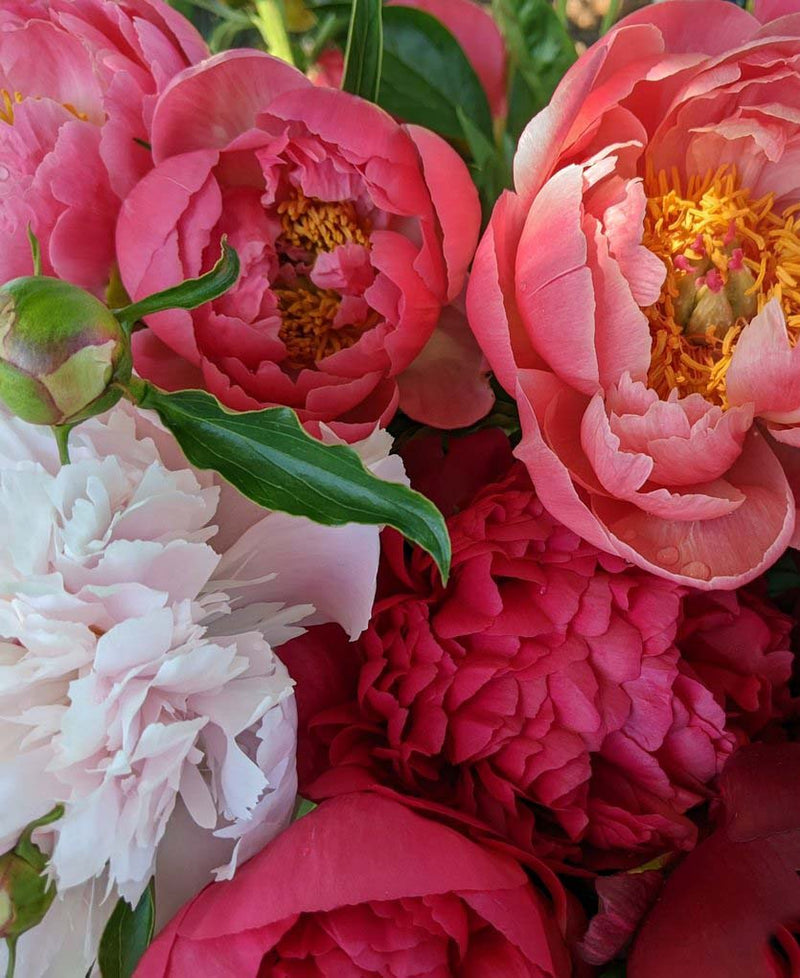Peonies Season: 1 week subscription with Whimsy Floral Studio