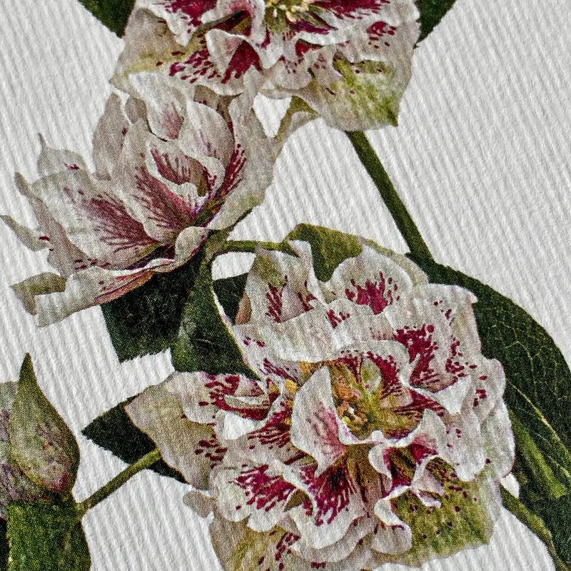 NEW - Canonbury Press greeting cards