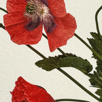 NEW - Canonbury Press greeting cards