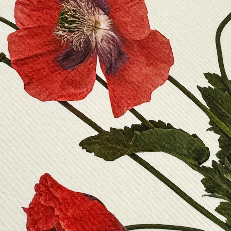 NEW - Canonbury Press greeting cards
