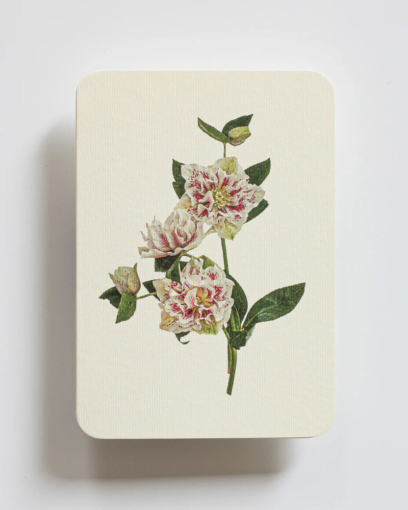 NEW - Canonbury Press greeting cards